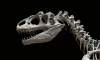 В костях динозавров нашли признаки респираторной инфекции 