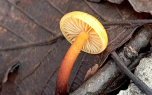 Первые съедобные грибы нашли под Петербургом