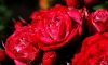2,2 миллиона цветов прибыли в Петербург и Ленобласть на выходных