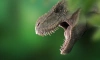 Палеонтологи выяснили, почему тираннозавры часто кусали друг друга за морды