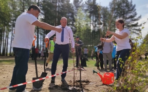 Петербуржцы высадили 120 саженцев деревьев и кустарников у “Сестрорецкого рубежа”