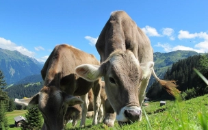 Коров приучили к туалету для снижения уровня парниковых газов 