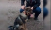 На улице Современников в посёлке Новогорелово живодер зарезал собаку, которая защищала хозяйку