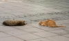 В Петербурге бездомных чипированных  животных будут возвращать в безопасные места