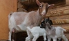 В Ленинградском зоопарке родились 11 камерунских козлят