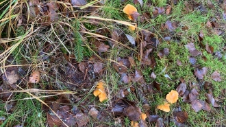 В Ленобласти в ноябре заметили грибы