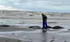 На побережье Каспийского моря нашли уже 2,5 тыс. мертвых нерп