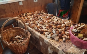 Петербуржцы нашли полтысячи белых грибов в Тихвинском районе 