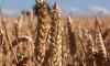 Coldiretti: мировые цены на зерно упали на 10%