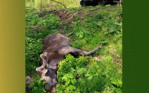 На дорогах Ленобласти с начала года погибли 72 диких животных