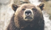 В Ленобласти медведь сломал два улья на пасеке