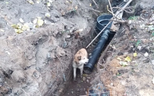 Спасатели помогли собаке, которая провалилась в траншею в Тосно