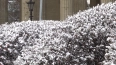 В Петербурге 1 декабря ожидаются снег и небольшой мороз