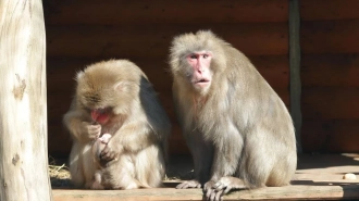  Японские макаки из Ленинградского зоопарка в третий раз стали родителями