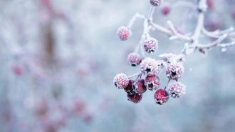 В Ленобласти 1 января ожидается до -18 градусов