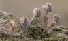 В Удельном парке под снегом нашли необычный гриб
