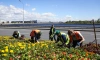 Более полумиллиона цветов украсили Петербург за неделю