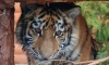 День Рождения тигренка Зевса: веселый праздник в Ленинградском зоопарке 22 июля