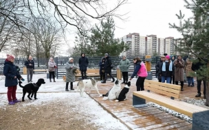 Площадку для выгула собак открыли на Карпатской улице в Петербурге