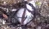 В бухте Бойсмана на юге Приморья произошла массовая гибель птиц