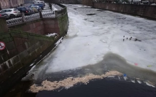 Петербуржцы ужаснулись массовому сбросу хлеба в реку Карповку