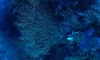 На дне Тихого океана обнаружили скопления ртути 