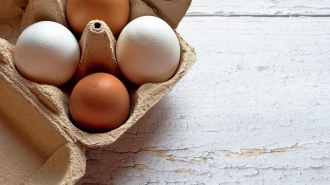Российские власти призвали ритейлеров повысить закупочные цены на яйца 