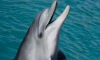 Смольный запретил девелоперам застраивать территорию бывшего дельфинария на Крестовском острове