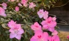 В Ботаническом саду 30 января начался сезон цветения азалий
