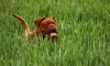В Петербурге намерены ввести специальные курсы для владельцев опасных собак 
