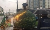 В Петербурге за неделю избавились от 62 точек по продаже арбузов и дынь 