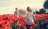 В Петербурге и Ленобласти посадят более 3 миллионов тюльпанов