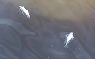Росрыболовство возбудило дело об "убийстве" четырех ершей после массовой гибели рыбы в Петербурге