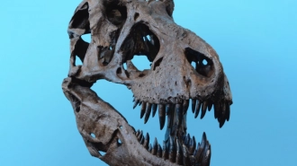 В СПбГУ 14 марта откроется выставка динозавров России