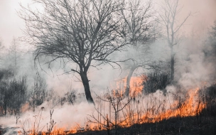 В Курортном районе горит лес на площади 1,5 га