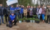 В Селезневском сельском поселении высадили более 10 000 хвойных деревьев