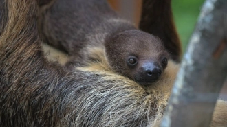 Посетители Ленинградского зоопарка выберут имя для ленивца