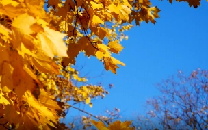 В Ленобласти 1 октября ожидается до +13 градусов
