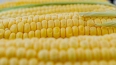 Петербуржцам рассказали о полезных свойствах кукурузы