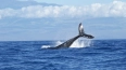Ученые нашли неизвестную ранее популяцию синих китов