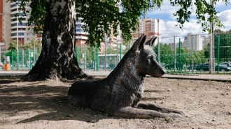 В Петербурге появилась еще одна площадка для дрессировки собак