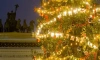 На Дворцовой площади начался демонтаж новогодней ели
