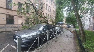 В Петроградском районе Петербурга дерево упало на Audi