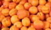 В двух тоннах узбекских абрикосов в  Пулково нашли личинку опасного насекомого