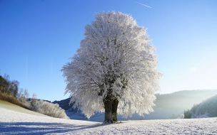 В Ленобласти 7 февраля ожидается до -5 градусов