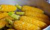 В Ленобласть привезли почти 100 тонн зерна кукурузы для попкорна