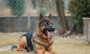 В Петербурге служебная собака Кадис помогла полицейским найти пропавшего подростка