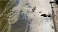 В пруду Удельного парка погибли две утки