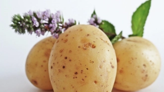 Роспотребнадзор напомнил петербуржцам о пользе картофеля