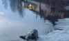 Специалисты Фонда друзей балтийской нерпы спасают второго тюлененка весом 11 кг